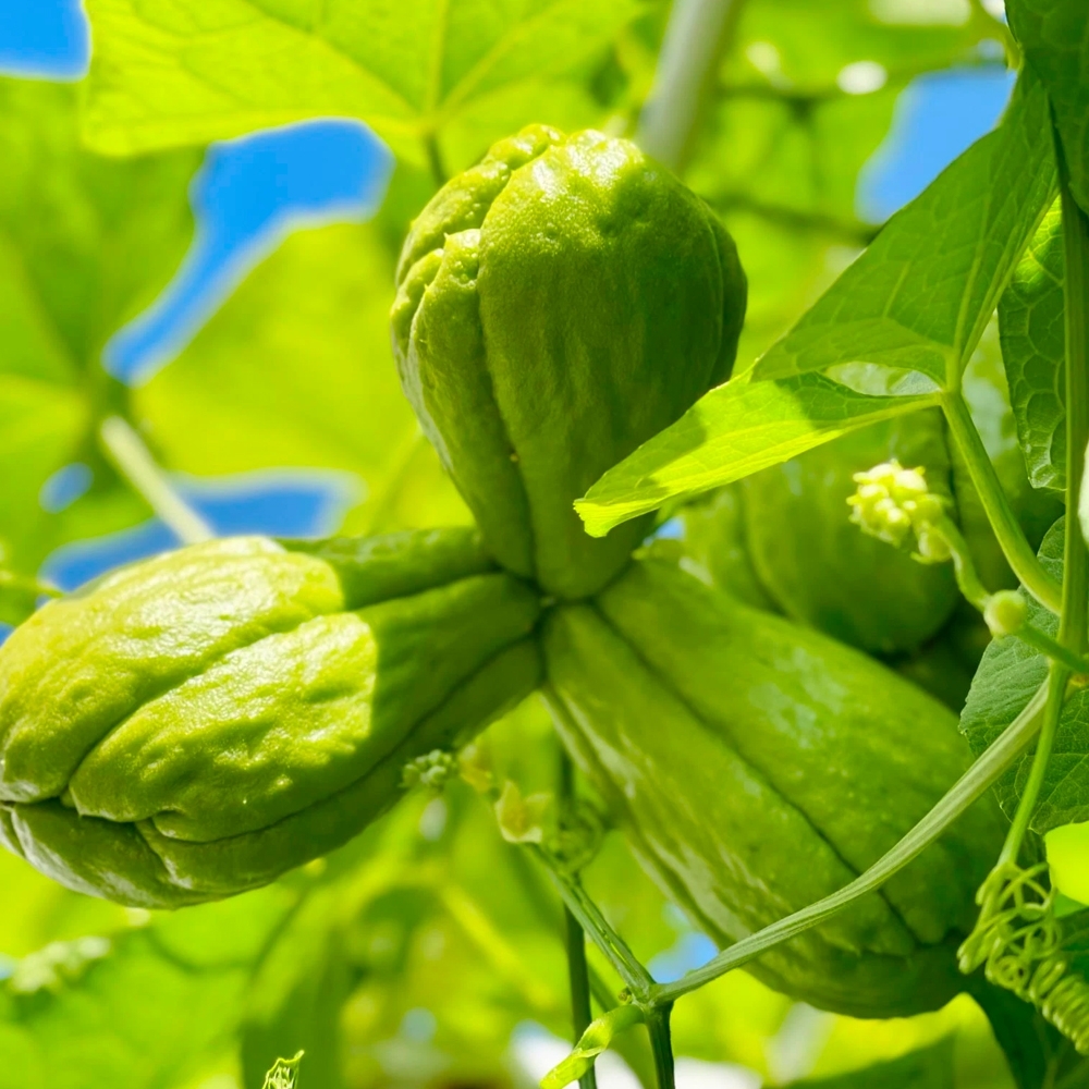 چایوت ارگانیک تازه - تصویر 2